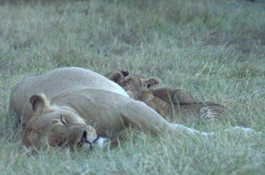 Çimenlerde yatmak aslan yavrusu