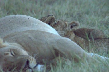 Dişi bir aslanın aslanla yakın plan fotoğrafı.