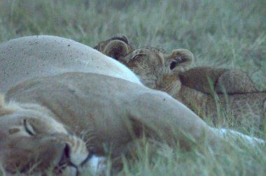 Kenya savanındaki aslan