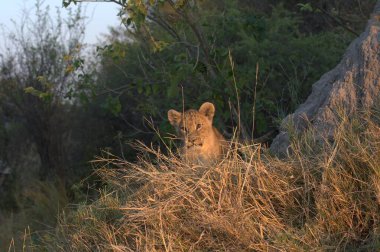 Çimenlerdeki aslan yavrusu