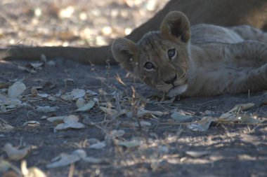 Güney Afrika 'daki Kruger Ulusal Parkı' nda genç bir aslan..
