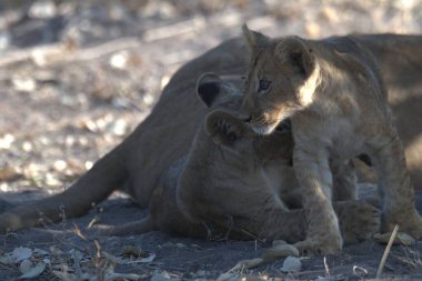 Aslan yavrusu Kruger 'da yerde annesiyle oynuyor.