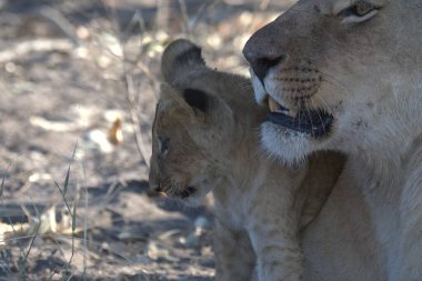 Afrika 'nın bozkırındaki aslan