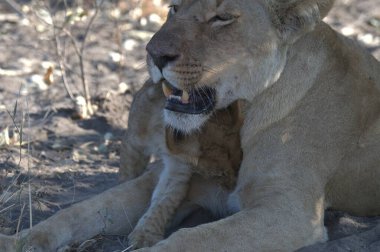 Aslan ın kruger national park, Güney Afrika