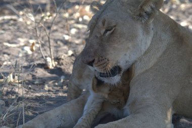 Çöldeki aslanın yanına.