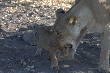 Namibya bozkırında bir aslan