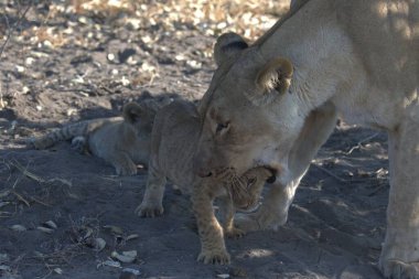 Anne ile aslan yavrusu