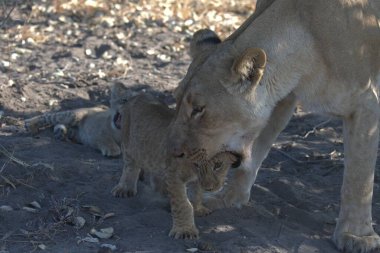Güney Afrika 'daki Kruger Ulusal Parkı' nda aslan yavrusu..