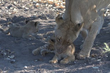 aslan yavrusu ve yavrusu