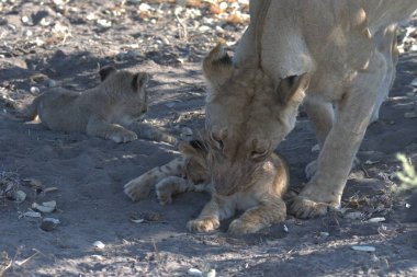Aslan yavruları ve yavruları çölde