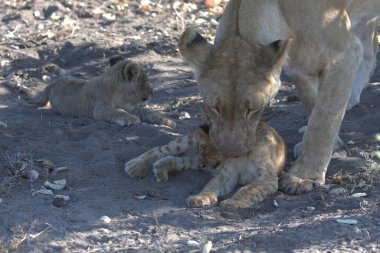anne ve bebek yavrusu