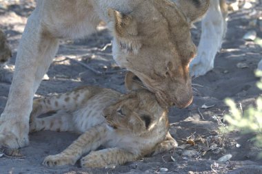 Namibya 'da aslan yavrusu