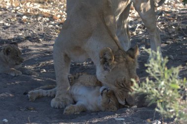 Yavru aslan.