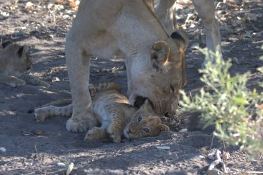 Namibya 'da vahşi aslan yavrusu.