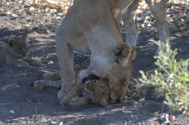 Güney Afrika 'daki Kruger Ulusal Parkı' nda aslan ve aslan yavruları.