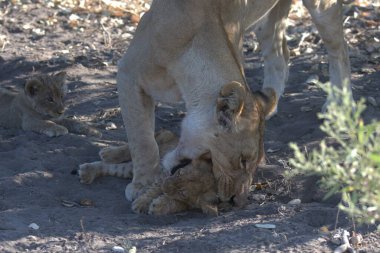 Savannah genç aslan