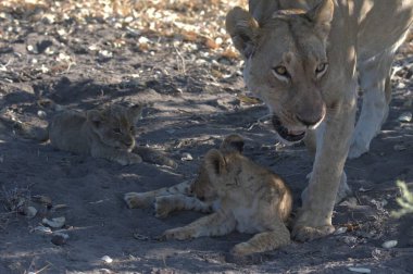 Çöldeki aslan ailesi..