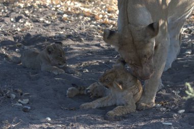 Namibya çölünde aslan ve yavru aslanlar.
