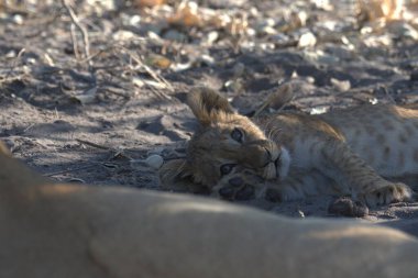Hayvanat bahçesindeki çita
