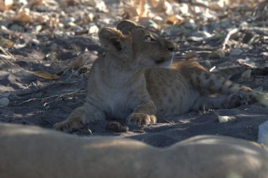 Afrika 'nın vahşi savanasında aslan var.