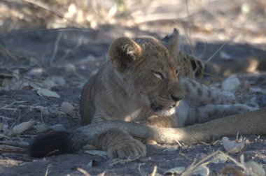 Genç aslan çimenlerde yerde yatıyor.