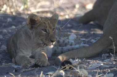 Güney Afrika 'daki Kruger parkında yerde yatan dişi bir aslan yavrusu..