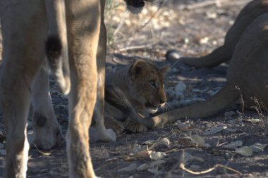 Küba Ulusal Parkı 'nda aslan (panthera leo)