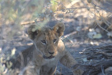 Namibya 'da aslan yavrusu. Ulusal vahşi yaşam fotoğrafı.