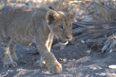 Kruger Ulusal Parkı 'nda aslan yavrusu
