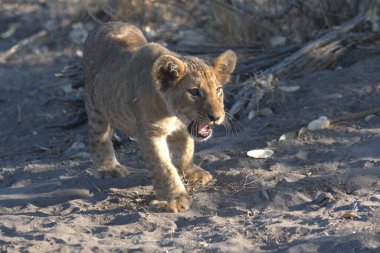 Aslan yavrusu Kruger kumunda kameraya doğru yürüyor.