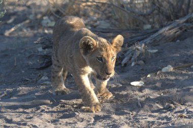 Genç aslan yavrusu kuru çimenlerde yürüyor..