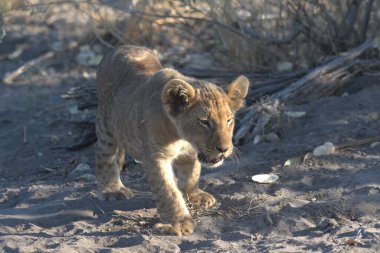 Çöldeki vahşi aslan