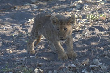 Vahşi doğadaki çita