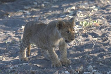 Kruger Park 'taki aslan yavrusu.