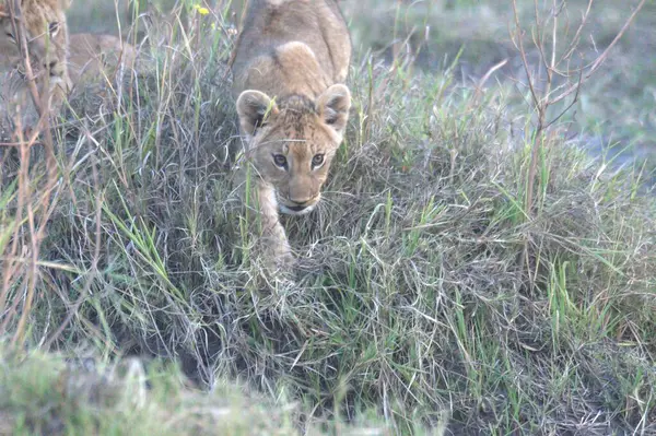 Güney Afrika 'daki Kruger parkında çimlerde bir aslan yavrusu..