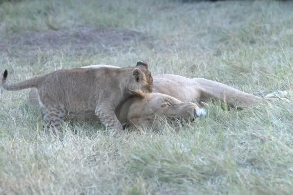 Savannah dişi aslan