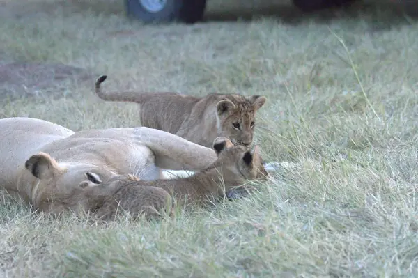 Çimenlerde yatan bir aslan.