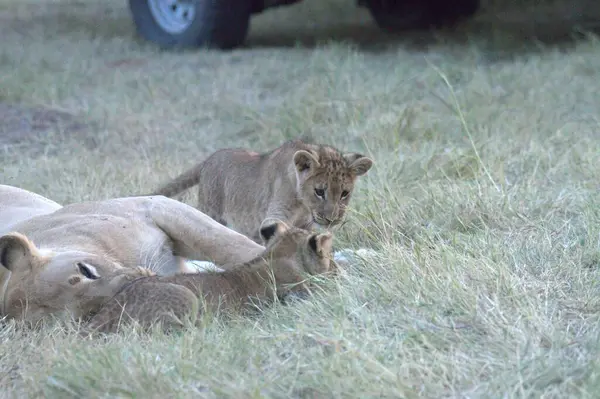 aşağı uzanmış aslan yavrusu