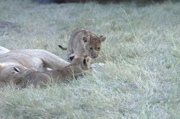 Afrika 'nın bozkırındaki aslan