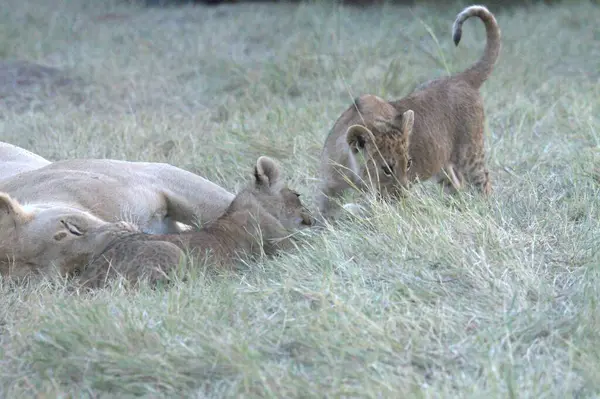 Afrika 'daki vahşi aslanlar