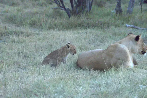 Hayvanat bahçesindeki genç aslan