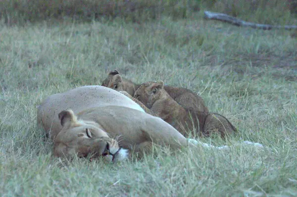 Aslan yavrusu uyuyor ve annesiyle oynuyor.