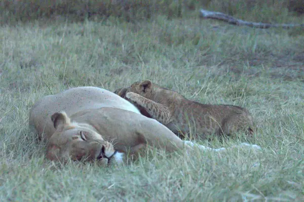 Aslan bozkırda uyuyor.