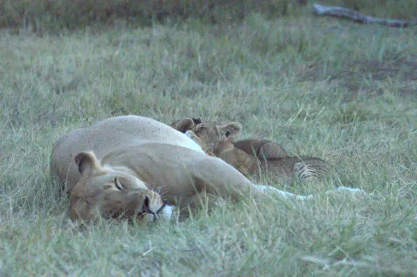 Hayvanat bahçesindeki aslanlar