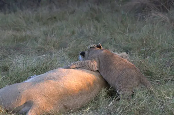 aslan (panthera leo) erkek aslan yavrusu