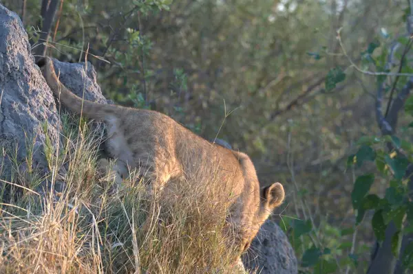 Kenya bozkırında leopar