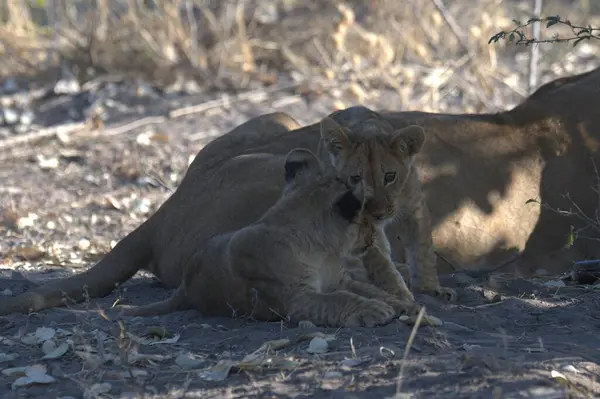 Dişi aslan (dişi aslan), anne ve aslan yavrusu.