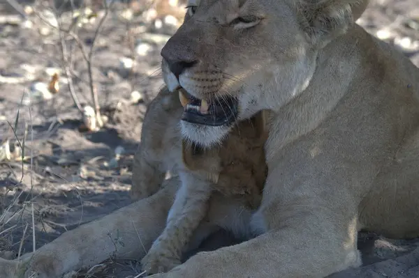 Aslan ın kruger national park, Güney Afrika