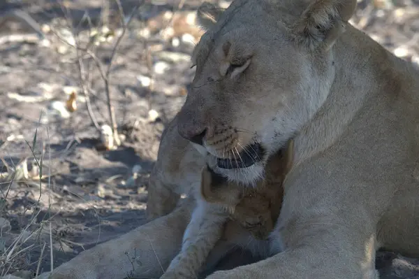 Çöldeki aslanın yanına.