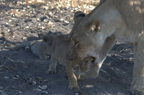 Anne ile aslan yavrusu